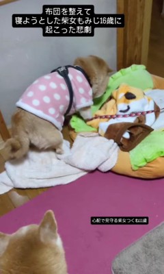 柴犬のもみじちゃん