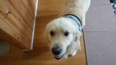 ギンちゃんの表情の変化7