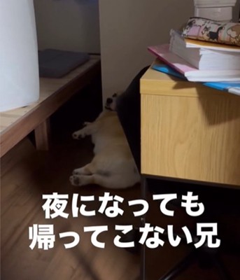 部屋の隅にいる犬
