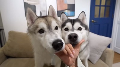 あご乗せする2匹