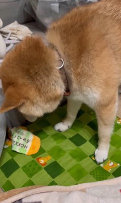 靴下を取られたぽんず君9