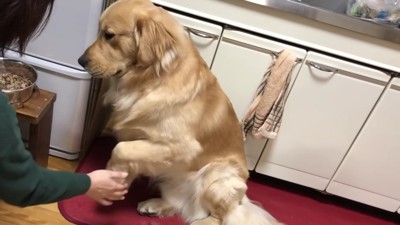 「はあ…仕方ない」