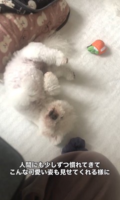 リリーちゃんの変化7