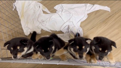 サークルの柵に手をかける4匹の子犬