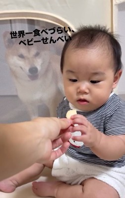 おせんべいを見つめるあめまるくん