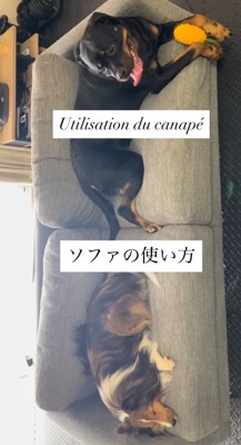 ソファーに座る2匹の大型犬