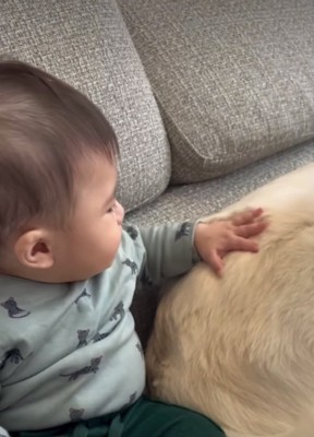 背中を撫でられる犬