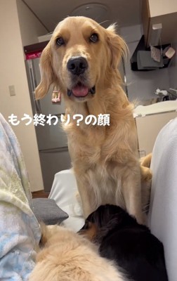 名残惜しそうなステラちゃん