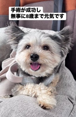 手術成功して元気に