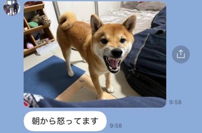 怒るふうたくん