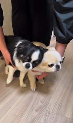 ママさん帰宅時のピノちゃん＆パルムちゃん⑩