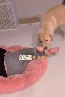 ズボンの裾を咥えるメルくん