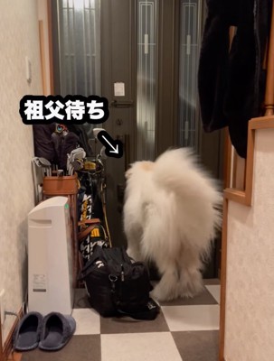 扉の前に移動する超大型犬