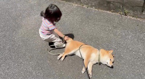 道路に横になった犬を指で突く女の子