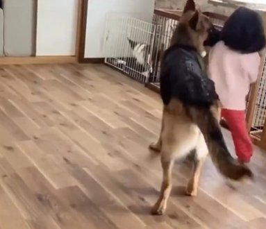 家の中でじゃれ合う女の子とジャーマンシェパードドッグ