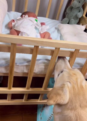 優秀なベビーシッターのよう