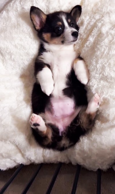 クッションに寝転がる子犬