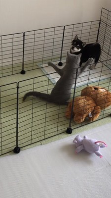 両手を大きく広げる猫