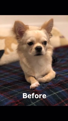 不安そうに横を見るチワワ