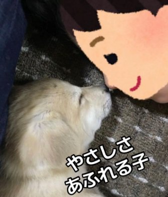 子犬のすいちゃん