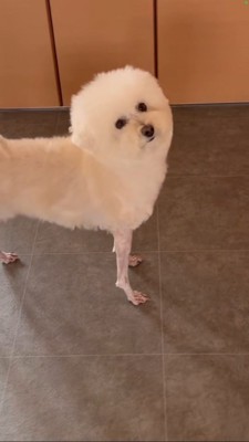 立つひつじカットの犬、横からショット