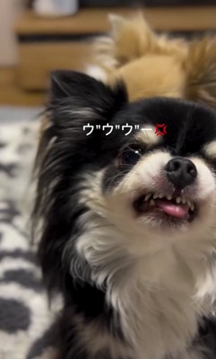 怒っている黒い小型犬