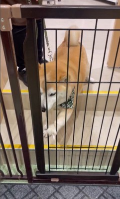 サロンに預けられる豆助座衛門くん3