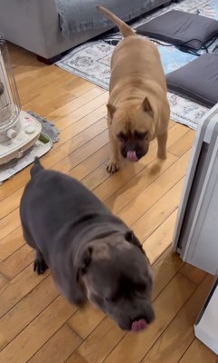 嬉しそうな中型犬立ち