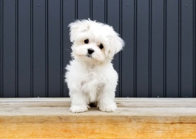 正面を見つめて首を傾げる子犬