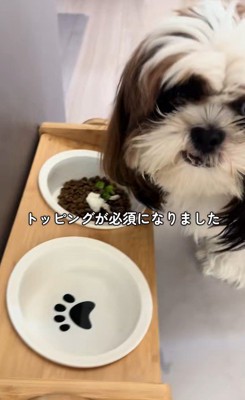 ご飯を食べないパンちゃん6