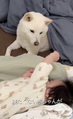 布団を離す赤ちゃん