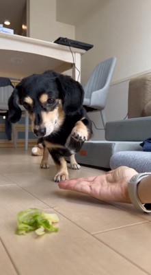 おやつを見つめながら前足を上げる犬