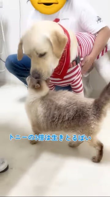 大型犬のあごにスリスリする猫