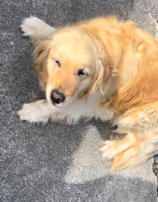 寝転がりながら投稿者を見上げる犬