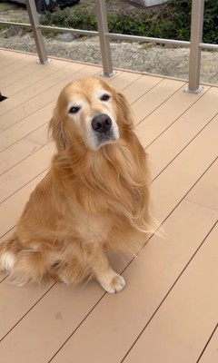 お手伝いをするホット君