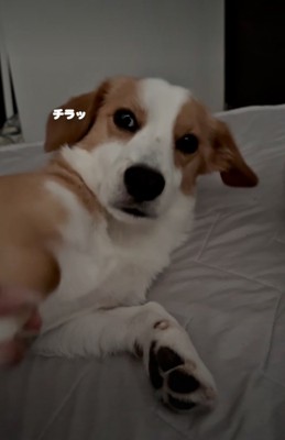 横目で見る犬