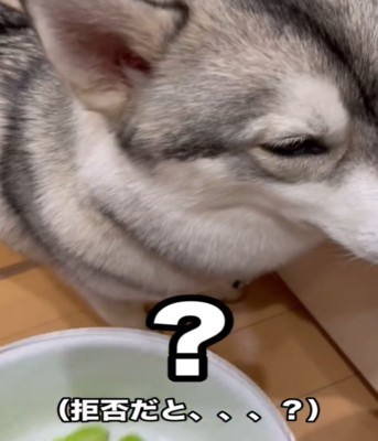 顔をそむける犬