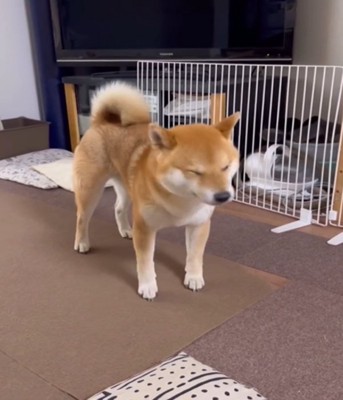 立ち上がる犬