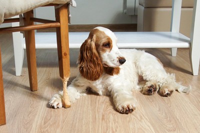 擦り減った家具の脚と犬