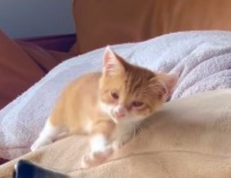 うにちゃんがお手々を伸ばして…