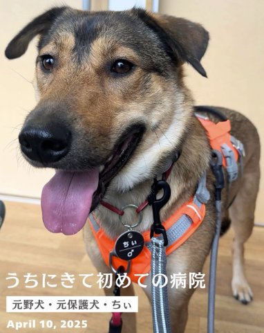 散歩が楽しみな表情の大型犬