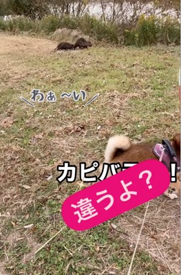 興奮する柴犬