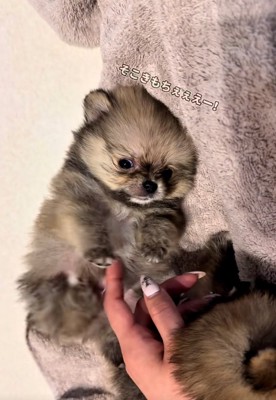 ぬいぐるみのようなずんだ君