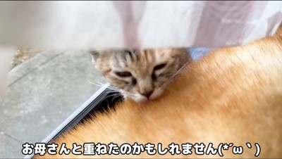 柴犬を毛繕いする子猫