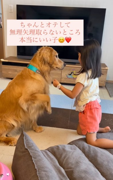 部屋で座るゴールデンレトリバーにおやつをあげようとする幼い女の子