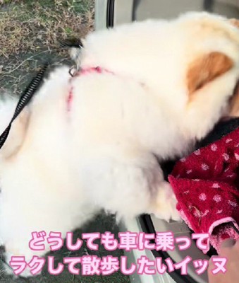 ピョンピョンと飛び上がってアピール！