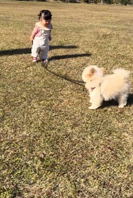もち君と赤ちゃんのお散歩7