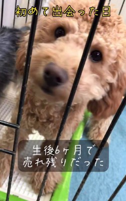 売れ残っていた犬