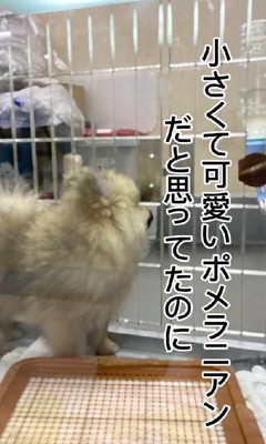 手のひらサイズで可愛い♡