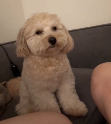 ソファで目をぱっちり開けた犬